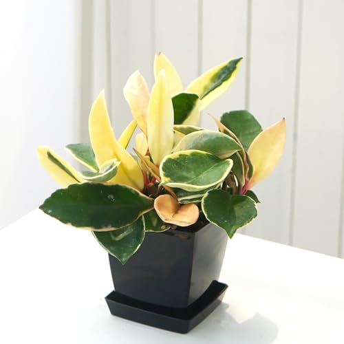観葉植物 ホヤ」の人気商品一覧 | 安い商品を通販サイトから探す